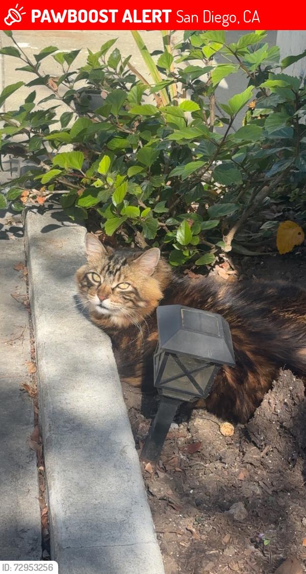 Lost Female Cat last seen Thorn and 30th street , San Diego, CA 92104