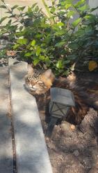 Lost Female Cat last seen Thorn and 30th street , San Diego, CA 92104