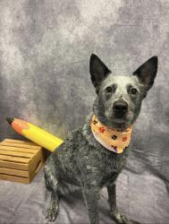 Reunited Female Dog last seen Alameda and 72nd, Norman, OK 73026