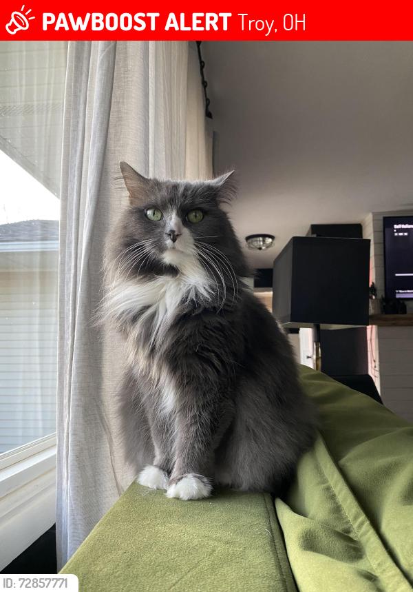Lost Female Cat last seen Trade square rd, by Hobart school, Troy, OH 45373