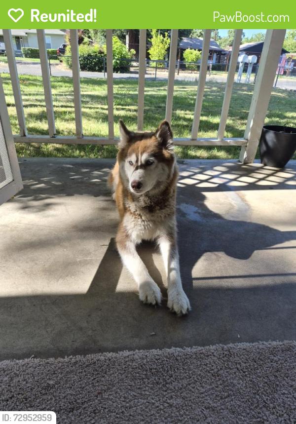 Reunited Unknown Dog last seen Near Landis Ave, Carmichael, CA 95608, USA, Carmichael, CA 95608