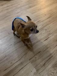 Reunited Male Dog last seen Bouldercrest rd , Ellenwood, GA 30294