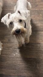 Found/Stray Male Dog last seen Kimberly & Country place dr, Houston, TX 77079