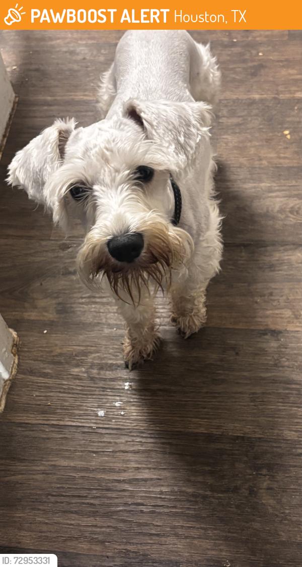 Found/Stray Male Dog last seen Kimberly & Country place dr, Houston, TX 77079