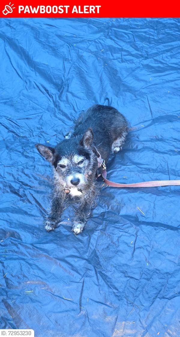 Lost Female Dog last seen Speyside Camping and Caravan Club, Moray, Scotland AB38 9SL