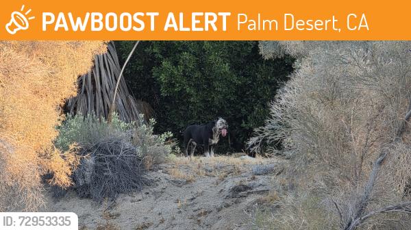 Found/Stray Unknown Dog last seen Haystack Rd and Heliotrope, Palm Desert, CA 92260