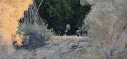 Found/Stray Unknown Dog last seen Haystack Rd and Heliotrope, Palm Desert, CA 92260