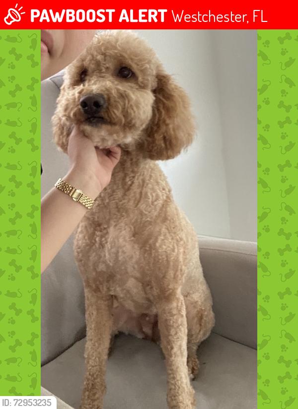 Lost Female Dog last seen SW 37th St y SW 92nd Ave, Miami, Westchester, FL 33165