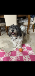 Lost Female Dog last seen Centennial and azure Lasvegas , Las Vegas, NV 89149
