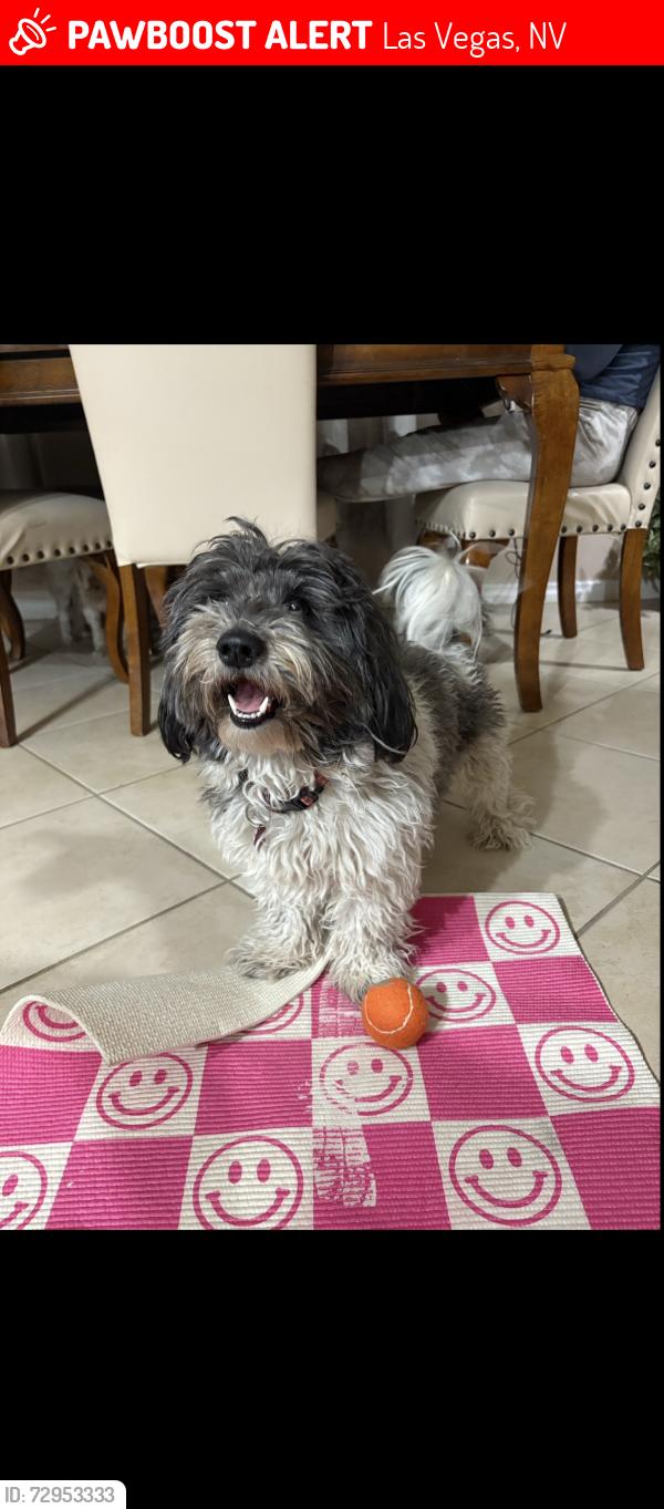 Lost Female Dog last seen Centennial and azure Lasvegas , Las Vegas, NV 89149