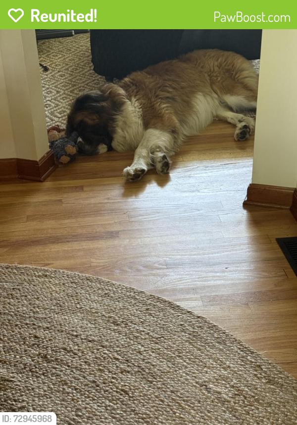 Reunited Male Dog last seen Beechwood and Birch in Ross Ohio (the zipcode says Fairfield but it is Ross, Fairfield, OH 45014