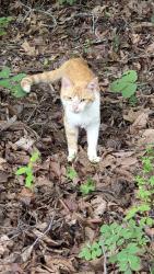 Found/Stray Male Cat last seen Freedom Mill Rd near Sparrow Springs Rd, Gastonia, NC 28052