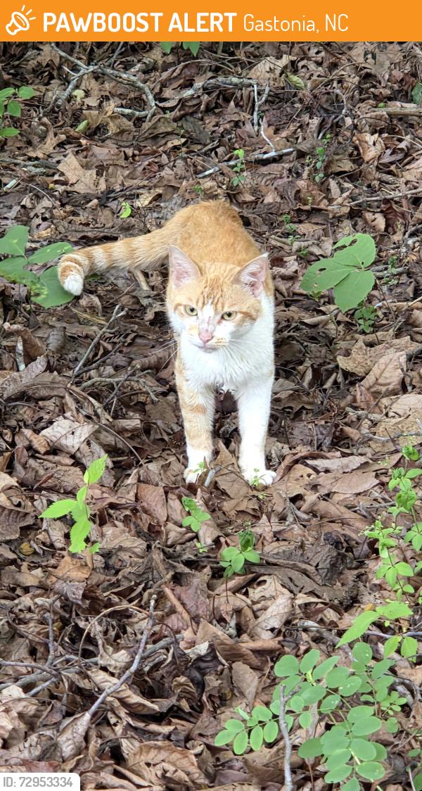 Found/Stray Male Cat last seen Freedom Mill Rd near Sparrow Springs Rd, Gastonia, NC 28052