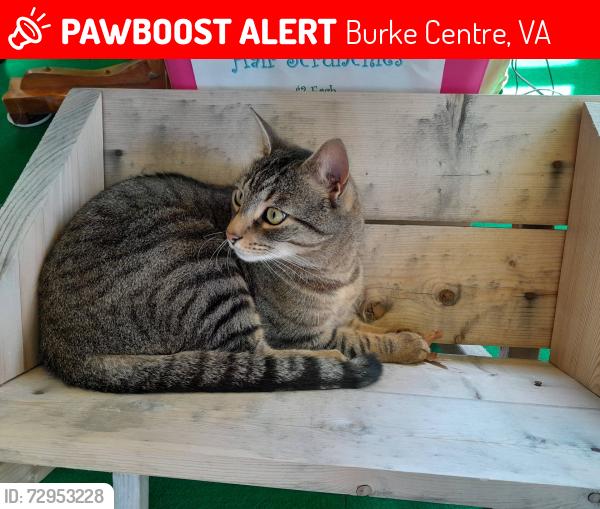 Lost Male Cat last seen Cove Landing Rd, Burke Centre, VA 22015