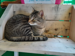 Lost Male Cat last seen Cove Landing Rd, Burke Centre, VA 22015