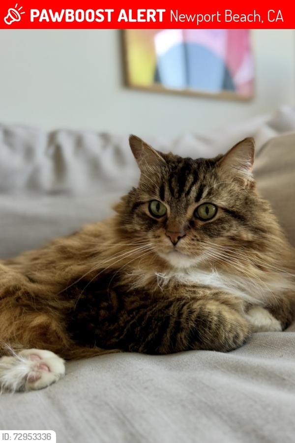 Lost Male Cat last seen San Miguel and Baywood Dr, Newport Beach, CA 92660