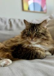 Lost Male Cat last seen San Miguel and Baywood Dr, Newport Beach, CA 92660