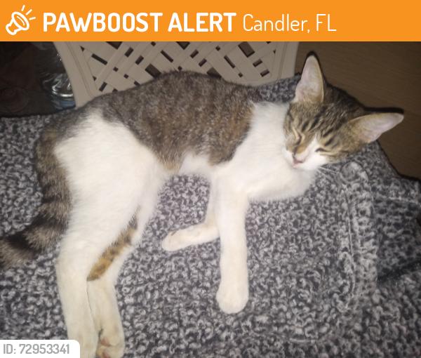 Found/Stray Female Cat last seen VFW, Candler, FL 34472