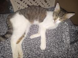 Found/Stray Female Cat last seen VFW, Candler, FL 34472