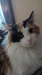 Reunited Female Cat last seen Near Canton Rd , Uniontown, OH 44685