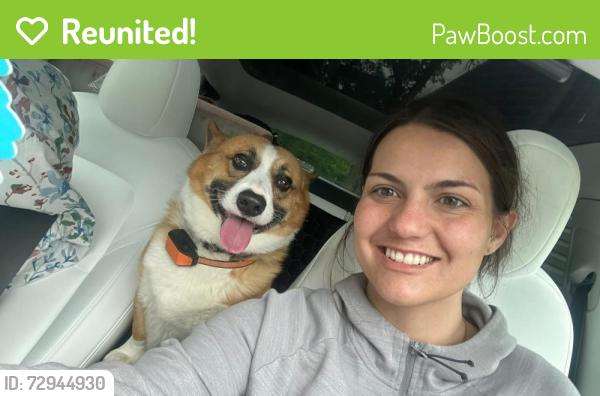 Reunited Male Dog last seen White hall dr, Arnold, MO 63010