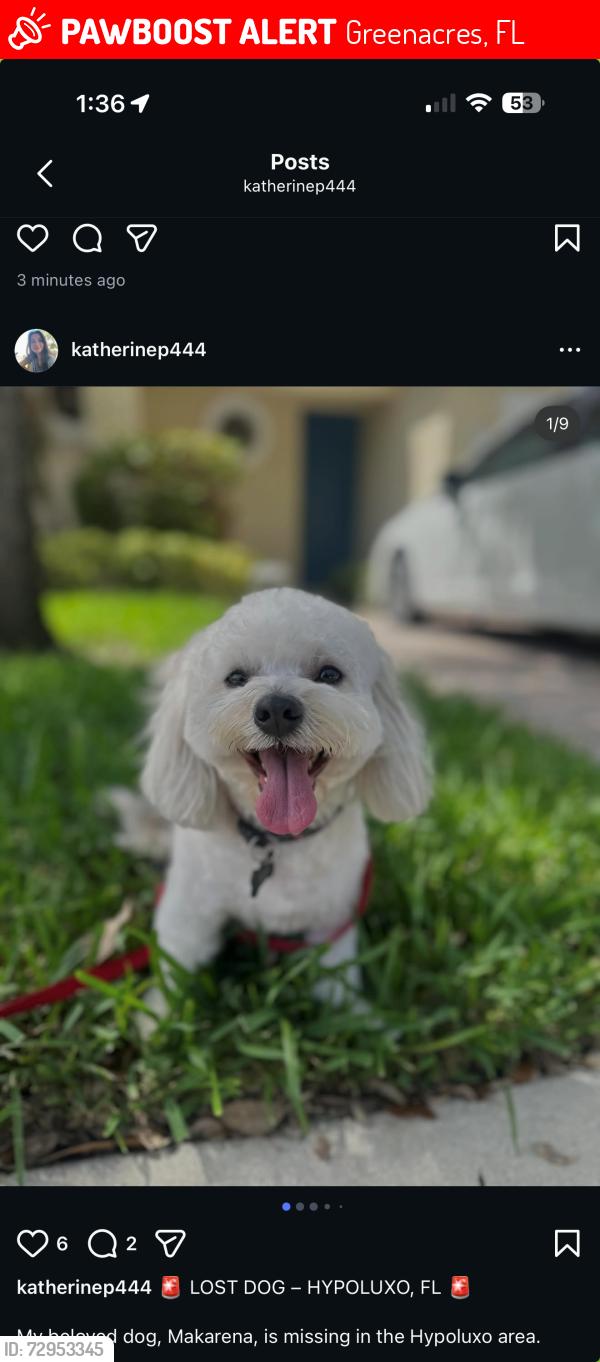 Lost Unknown Dog last seen unkown, Greenacres, FL 33467