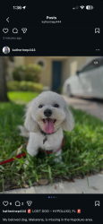 Lost Unknown Dog last seen unkown, Greenacres, FL 33467