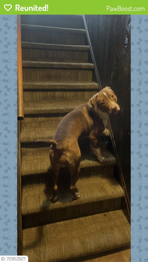Reunited Female Dog last seen Hemingway Ave , New Haven, CT 06513
