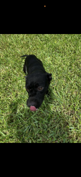 Lost Female Dog last seen Meridian Ave , Dade City, FL 33525