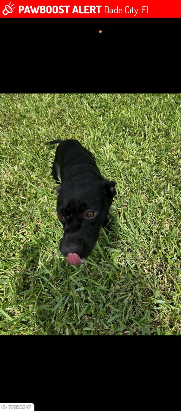 Lost Female Dog last seen Meridian Ave , Dade City, FL 33525