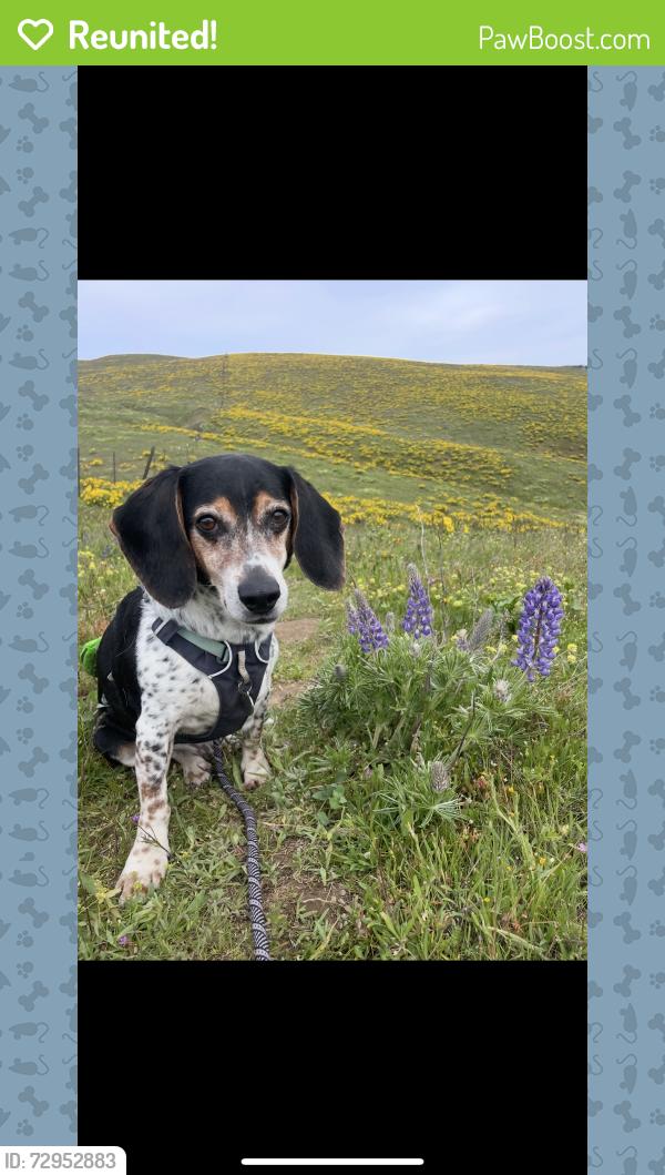 Reunited Male Dog last seen SE Morrison & SE 18th by the bus stop, Portland, OR 97214