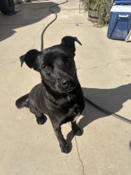 Found/Stray Female Dog last seen Cactus Ave and Riverside Ave , Rialto, CA 92376