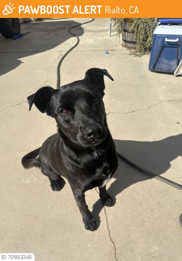 Found/Stray Female Dog last seen Cactus Ave and Riverside Ave , Rialto, CA 92376