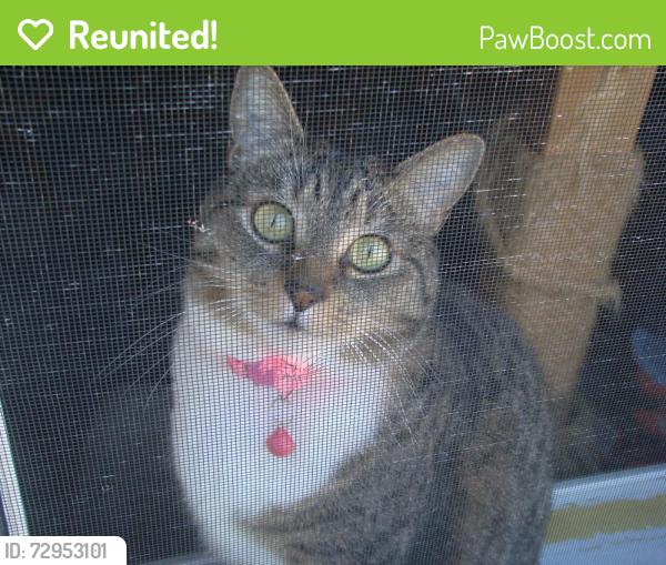 Reunited Female Cat last seen Columbia View Manufactured Home Park-Sunset Way, Troutdale, OR 97060