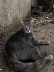Shelter Stray Female Cat last seen Everman, TX 76140, Fort Worth, TX 76140