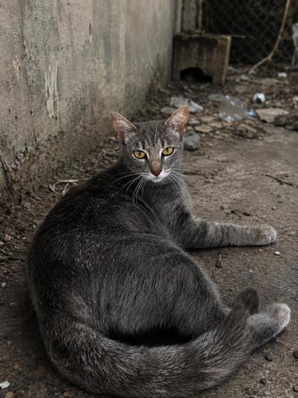 Shelter Stray Female Cat last seen Everman, TX 76140, Fort Worth, TX 76140