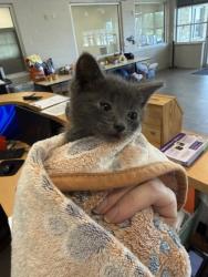 Shelter Stray Female Cat last seen Near Longview Street, 75149, TX, Mesquite, TX 75149