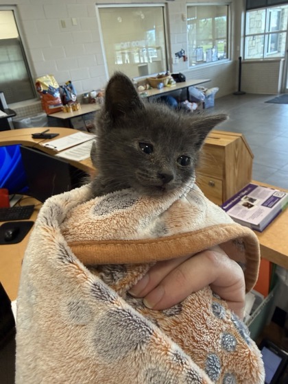 Shelter Stray Female Cat last seen Near Longview Street, 75149, TX, Mesquite, TX 75149