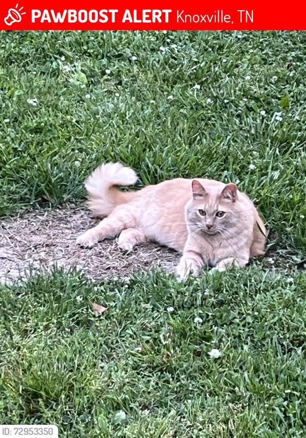 Lost Male Cat last seen Murray Rd, Knoxville, TN 37912