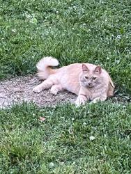 Lost Male Cat last seen Murray Rd, Knoxville, TN 37912