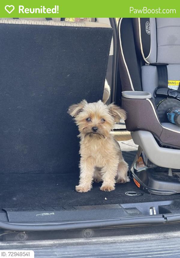 Reunited Female Dog last seen Near SW 178th Terrace, Dunnellon, FL 34432, USA, Dunnellon, FL 34432