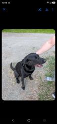 Reunited Male Dog last seen Gasman rd old Olympic hwy port Angeles wa , Clallam County, WA 98362