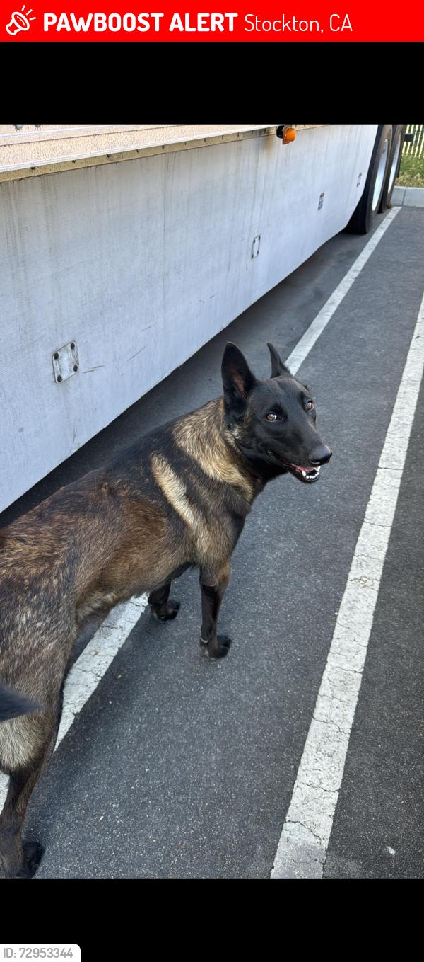 Lost Male Dog last seen Stagecoach drive / Station drive or duck creek drive , Stockton, CA 95215