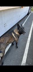 Lost Male Dog last seen Stagecoach drive / Station drive or duck creek drive , Stockton, CA 95215