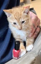 Shelter Stray Male Cat last seen Near Lee Ann Drive, Decatur 30035, 30035, GA, Atlanta, GA 30341