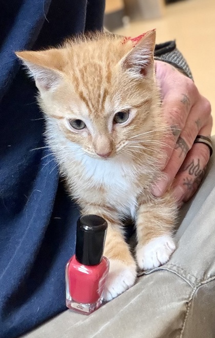 Shelter Stray Male Cat last seen Near Lee Ann Drive, Decatur 30035, 30035, GA, Atlanta, GA 30341