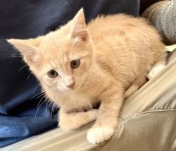 Shelter Stray Male Cat last seen Near Lee Ann Drive, Decatur 30035, 30035, GA, Atlanta, GA 30341