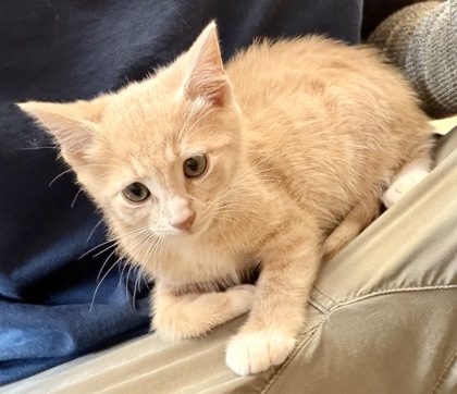 Shelter Stray Male Cat last seen Near Lee Ann Drive, Decatur 30035, 30035, GA, Atlanta, GA 30341