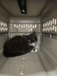 Shelter Stray Unknown Cat last seen Myrtle Ave & E Gregory Blvd, 64132, 64132, MO, Kansas City, MO 64132