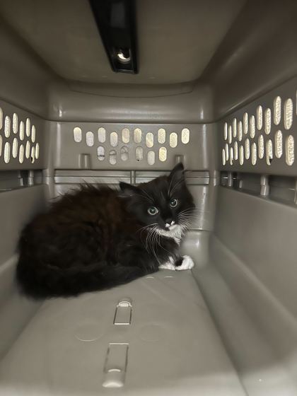 Shelter Stray Unknown Cat last seen Myrtle Ave & E Gregory Blvd, 64132, 64132, MO, Kansas City, MO 64132